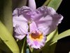 Cattleya trianae concolor Tsubota x Zullo